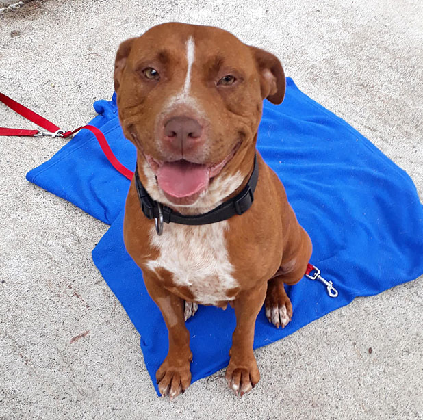 12 days of SPCA Christmas pets Meet Cajun, the dog from Dunedin