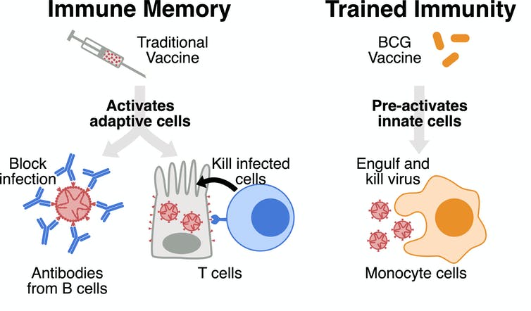 immunity-704f31f6.jpeg