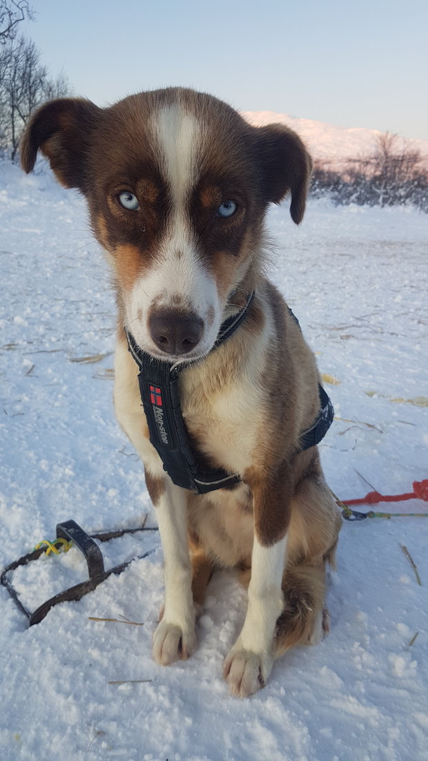 How Long Do Dogs Have To Be Quarantined In New Zealand
