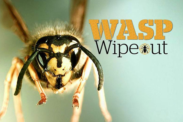 Wasp Wipeout